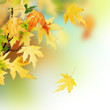 Autumn Autumn
