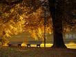 Golden Light Golden Light