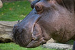 big hippopotamus