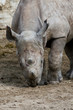 baby rhinoceros