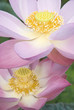 Close-up of two waterlilies