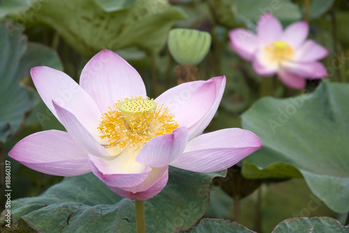 Foto: Pond with lotus blossoms Pond with lotus blossoms