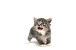 Adorable grey kitten saying meow