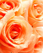 Rosebuds