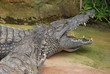 crocodiles
