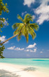 Tropischer Strand Tropischer Strand