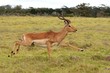Running Impala Antelope Running Impala Antelope