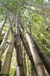 bamboo
