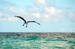 Back view of a pelican over the ocean with blue sky