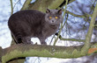 chat des chartreux en équilibre sur la branche d'un arbre