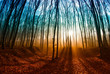 Photo en ligne au meilleur prix Morning lights at Gerecse mountain
