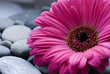 Gerbera