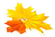 Three mapple leaves