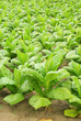 Virginischer Tabak - cultivated Tobacco 30