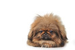 cute dog isolated on white cute dog isolated on white