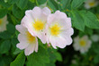 Wildrose - wild rose 04