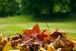 Les feuilles mortes