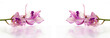 beautiful purple orchids lying on white background with water beautiful purple orchids lying on white background with water