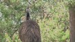 Emu walking