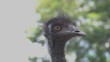 Emu