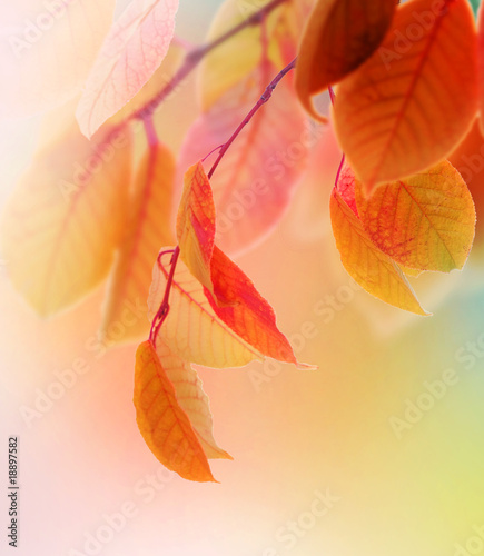 Photo: Autumn Leaves Autumn Leaves
