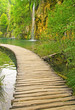 Pathway in the forest