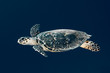 tortue de mer