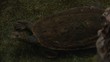 Tortise or Freshwater Turtle swimming