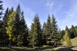bosco pino larice montagna aria benessere