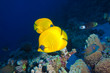 poisson jaune