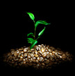 Coffee Plant