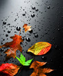 Autumn Autumn