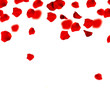 Red Rose Petals Red Rose Petals