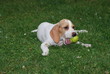chien pomme