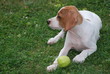 chien allonge