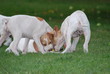 chiens jeux