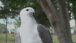White Eagle - Close and Mid