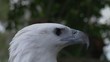 White Eagle - Close