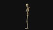 el cuerpo humano