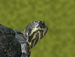 Schildkröte