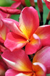 Pink Frangipani