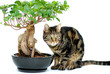 chat à côté d'un ficus