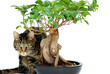 chat à côté d'un ficus