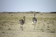 Couple of ostrich running