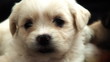 Cute Fluffy Puppy 1