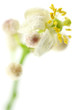 nouaison fleur agrume fond blanc nouaison fleur agrume fond blanc