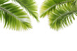 Feuilles de palmier sur fond blanc