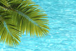 Feuilles de palmier et eau turquoise