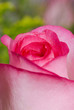 rosebud