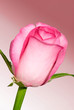 rosebud